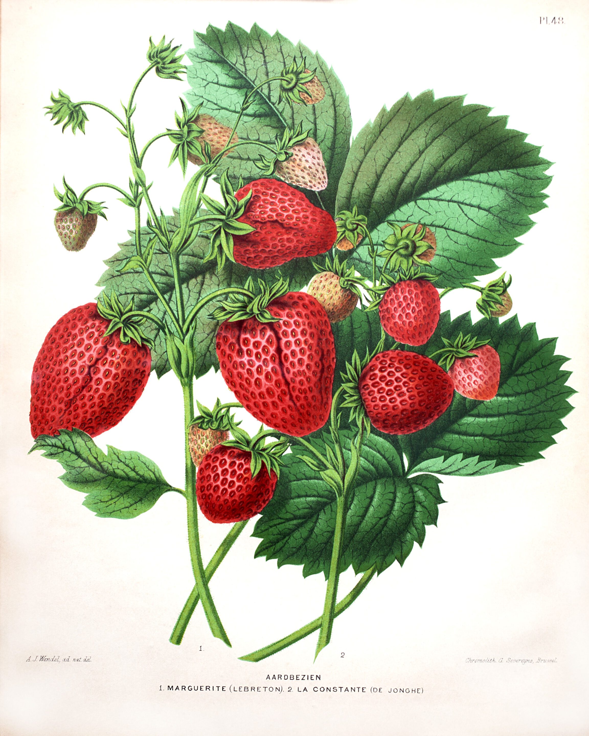 Tijdelijke expositie ‘Van aardbeziën tot zomerkoninkjes’