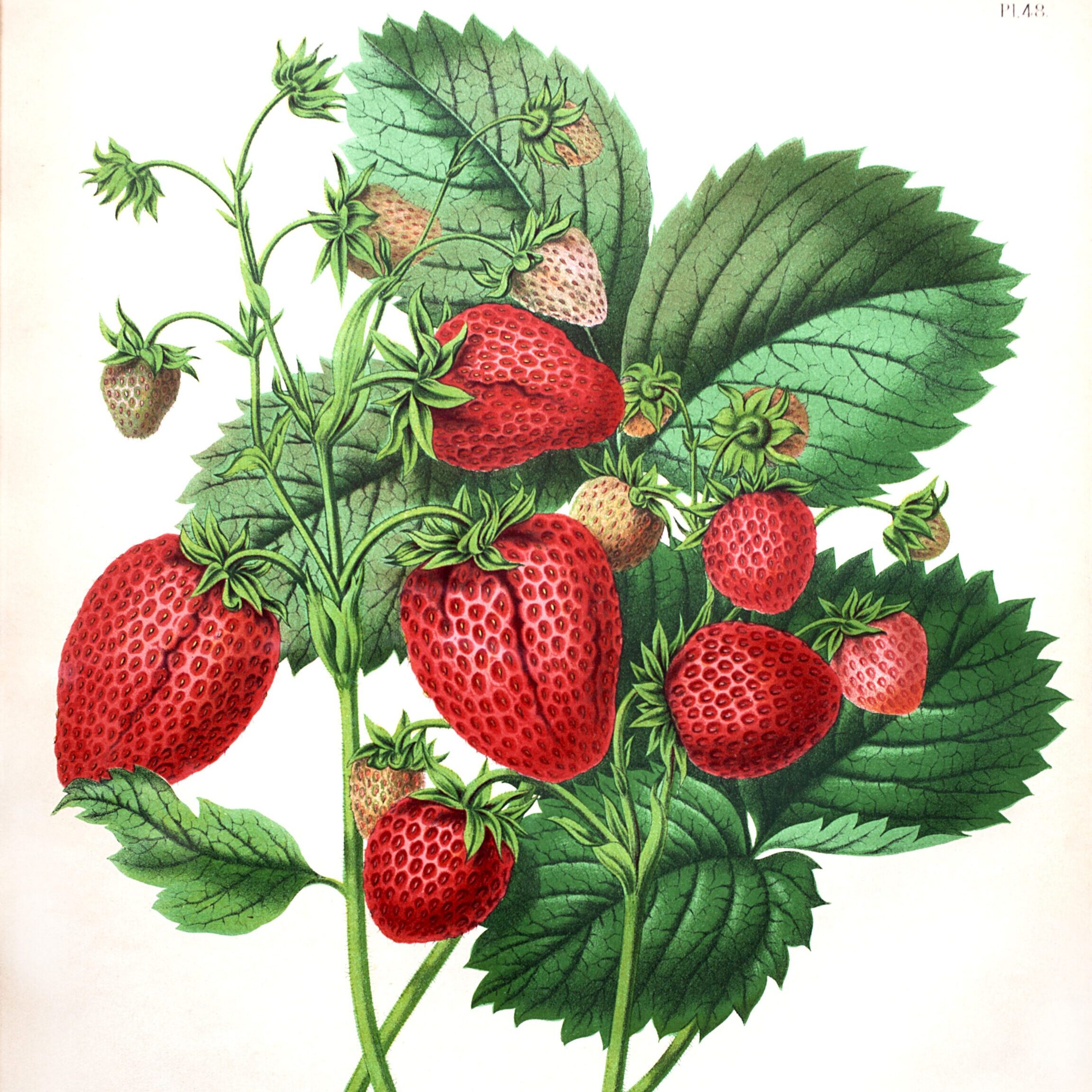 aardbezien